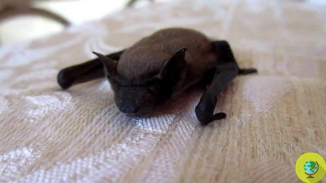Lil 'Drac, the little orphaned bat rescued by an American association (Video)