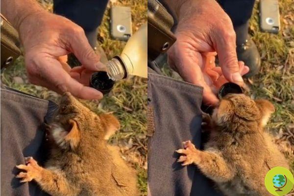Fires in Australia: Possum climbs on policeman's leg in search of water (Video)