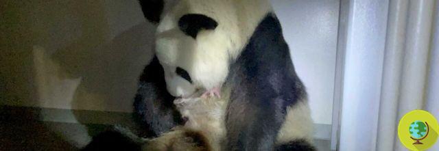 Tokio: muere cachorro de panda gigante del zoológico de Ueno