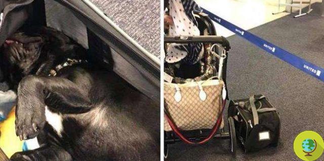 Forçado a viajar no compartimento superior: cão morre durante o voo