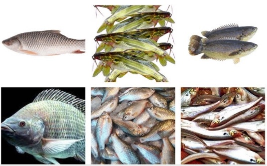 Poissons en plastique : les microplastiques sont présents dans 83 % des poissons bangladais