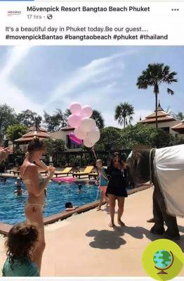 Bebé elefante obligado a entretener a los invitados durante una fiesta en un hotel de lujo en Tailandia