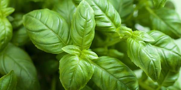 The 10 best aromatic herbs that cannot be missing in your kitchen and the right ways to combine them