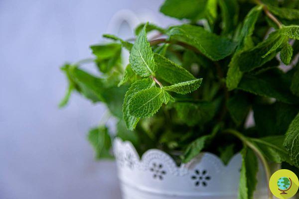 The 10 best aromatic herbs that cannot be missing in your kitchen and the right ways to combine them
