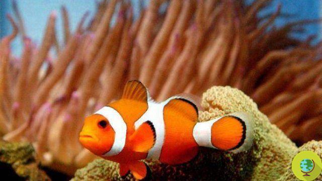 Nemo en peligro: el pez payaso naranja en peligro de extinción