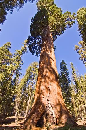 Sequoias seculares: as 3 árvores mais impressionantes do mundo