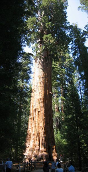 Secular sequoias: the 3 most impressive trees in the world