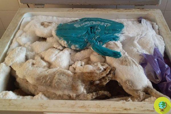 20 cadáveres de cachorros de león encontrados en la granja de terror donde fueron criados para entretener a los turistas