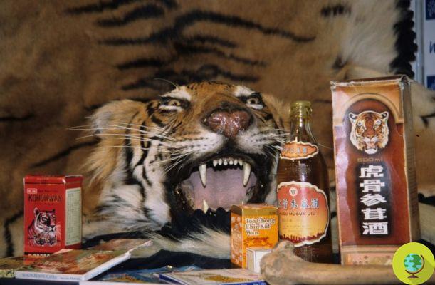 5 products of animal origin that do not cure at all