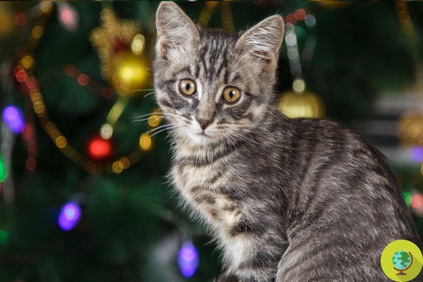 Cat-proof Christmas tree, the tricks to make one that lasts until the Epiphany