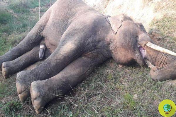 Masacre de elefantes en la India: muertos por escopeta o electrificados con cables electrificados por cazadores furtivos