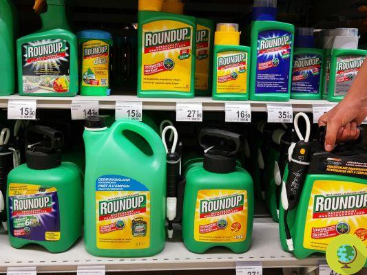 Monsanto's roundup soon off the shelves in Europe?