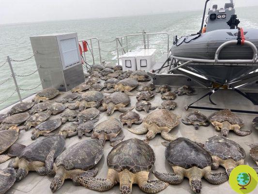 Miles de tortugas marinas 