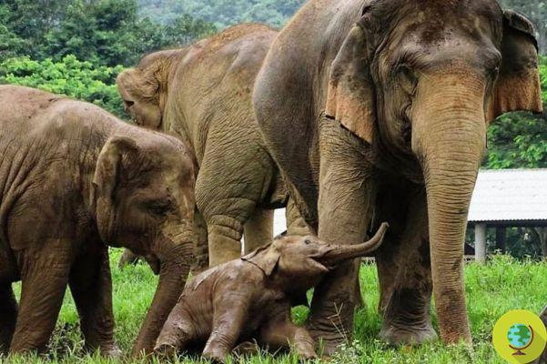 1500 elephants were returned to nature after tourist attractions in Thailand closed