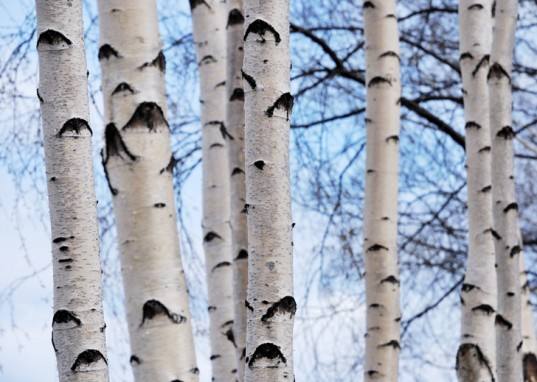 5 tisanes pour l'hiver… des arbres