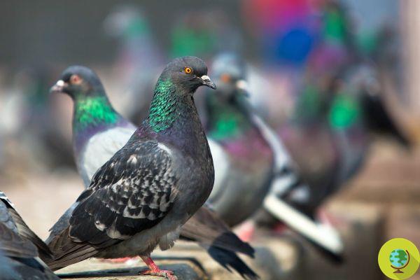 Massacre de chats et de pigeons dans un parterre public, empoisonnement probable
