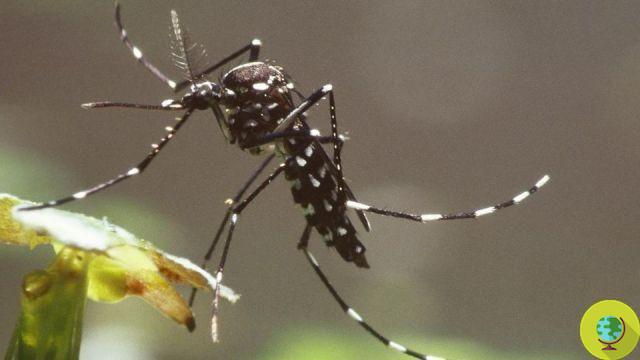 Tiger Mosquito: Insecticides kill bees, butterflies and fireflies