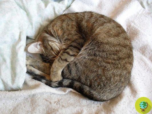 ¿Cuánto y cómo duermen los gatos?
