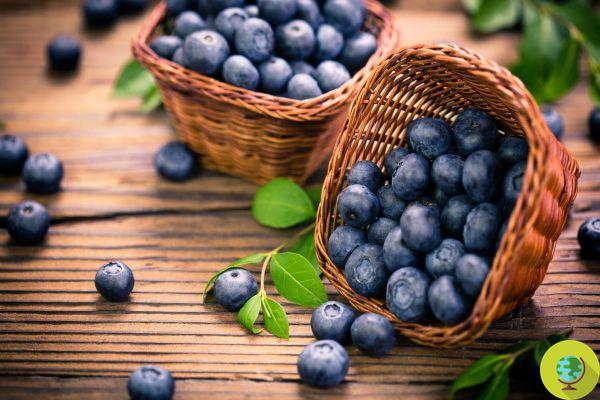 Blueberries the best antidepressants for post-trauma stress