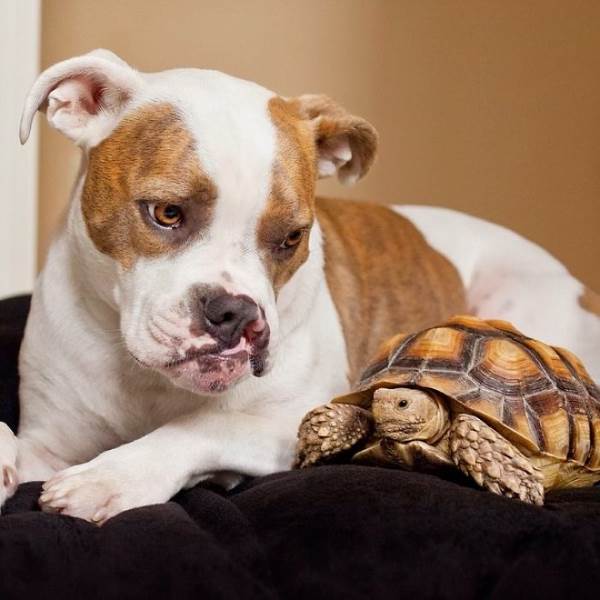 The tender friendship between the dog Puka and the tortoise Larry (PHOTO)
