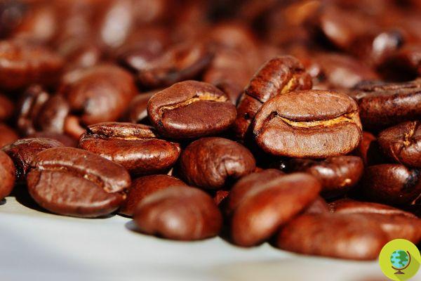 Café: Científicos británicos descubren beneficios inesperados para el hígado si bebes al menos 4 tazas al día