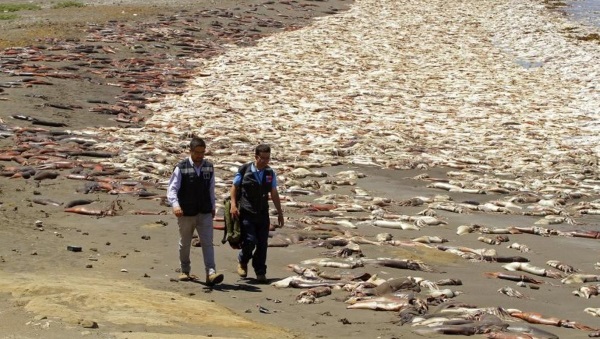 The horrifying spectacle of 10.000 giant squid beached in Chile (PHOTO)