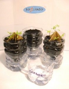 How to build do-it-yourself self-watering seedbeds from plastic bottles