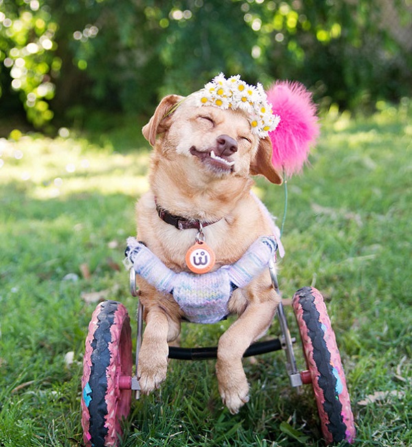 Daisy, la chienne qui nous apprend pourquoi adopter un animal handicapé (PHOTO et VIDEO)