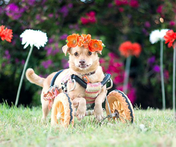 Daisy, la perra que nos enseña por qué adoptar una mascota discapacitada (FOTO y VIDEO)