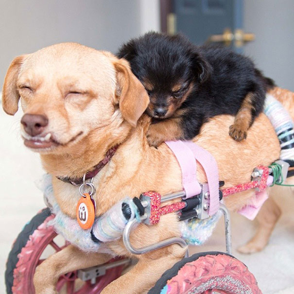 Daisy, the dog who teaches us why to adopt a disabled pet (PHOTO and VIDEO)