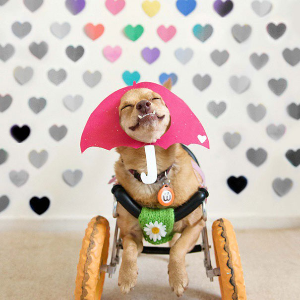 Daisy, the dog who teaches us why to adopt a disabled pet (PHOTO and VIDEO)