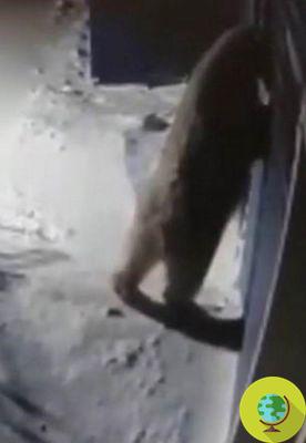 Las terribles imágenes de osos polares obligados a buscar comida en vertederos de aldea (VIDEO)