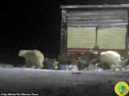 The terrible images of polar bears forced to look for food in village dumps (VIDEO)
