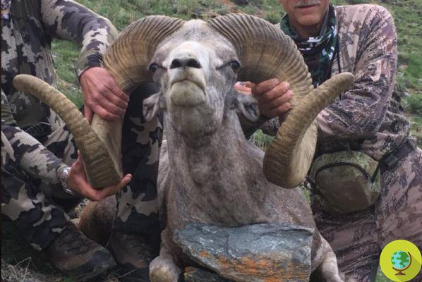The man who killed the famous lion Cecil has now hunted a protected wild ram in Mongolia