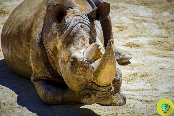 Iman, the last Sumatran rhino, is dead: the species is practically extinct