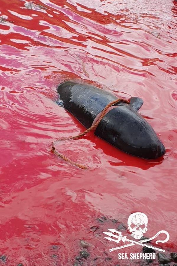 Grindadráp, las terribles nuevas imágenes de la matanza de calderones en las Islas Feroe?? 