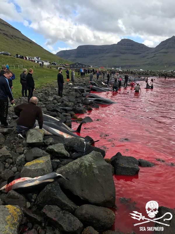Grindadráp, the terrible new images of the slaughter of pilot whales in the Faroe Islands ?? 