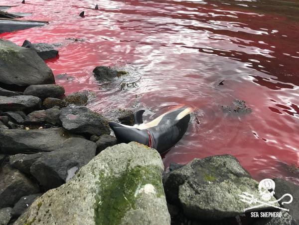 Grindadráp, as terríveis novas imagens do abate de baleias-piloto nas Ilhas Faroé ?? 