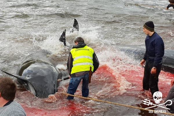 Grindadráp, as terríveis novas imagens do abate de baleias-piloto nas Ilhas Faroé ?? 