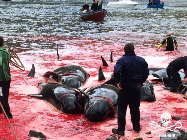 Grindadráp, the terrible new images of the slaughter of pilot whales in the Faroe Islands ?? 