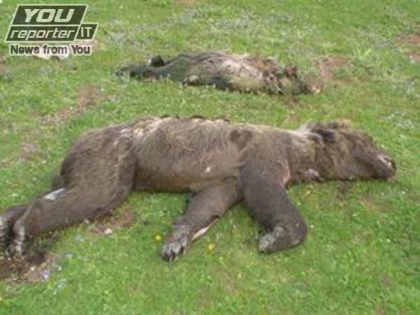 Maman ourse et ses oursons se noient dans un bassin non protégé : encore un drame qui aurait pu être évité