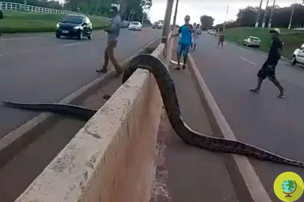 Brazil: Motorists stop traffic to allow a 3-meter giant anaconda to cross