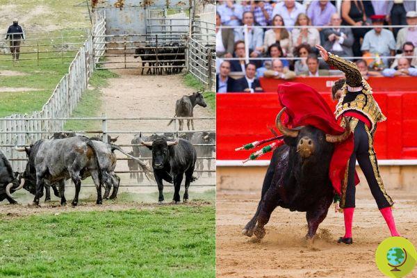 El coronavirus frena las corridas de toros, pero ganaderos en crisis empiezan a llevar toros al matadero