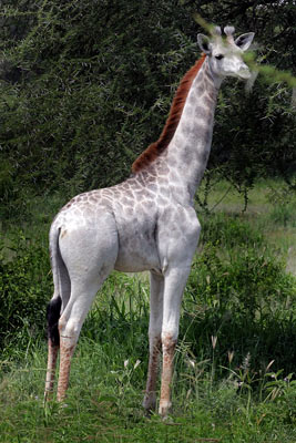 El curioso y raro caso de la jirafa blanca de Tanzania