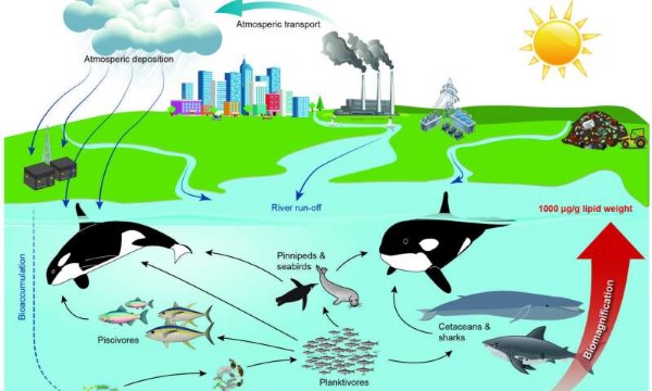 Orcas, é o apocalipse por causa dos produtos químicos patenteados da Monsanto