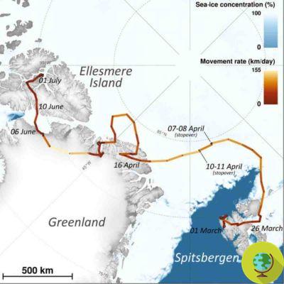La caminata récord de este zorro ártico: 3.500 km desde Noruega hasta Canadá