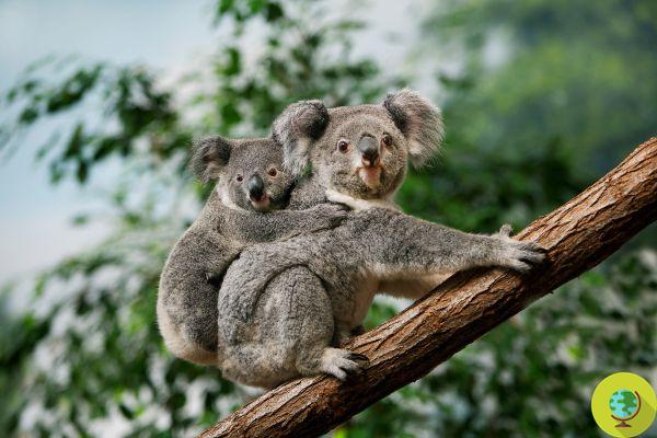 Les koalas vont s'éteindre avant 2050, l'alarme des scientifiques australiens
