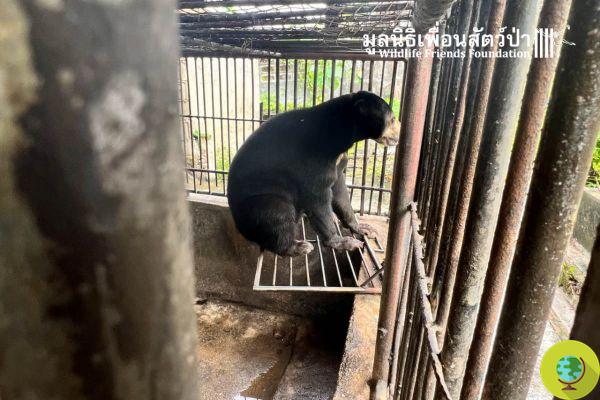 ¡Victoria! Cierra el zoológico de los horrores de Tailandia, donde los tigres y los elefantes fueron drogados y encadenados 