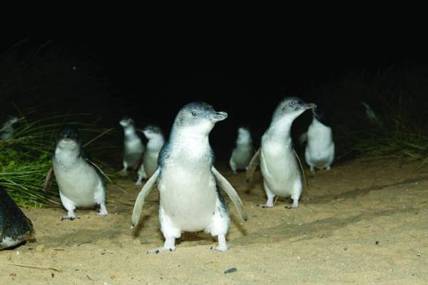 Aqui é onde (e como) ver os menores pinguins do mundo