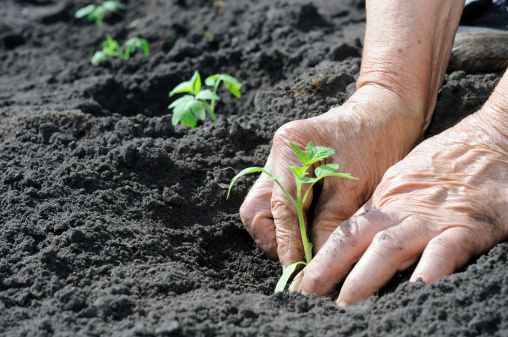 Mês de agosto: semear, colher e trabalhar na horta